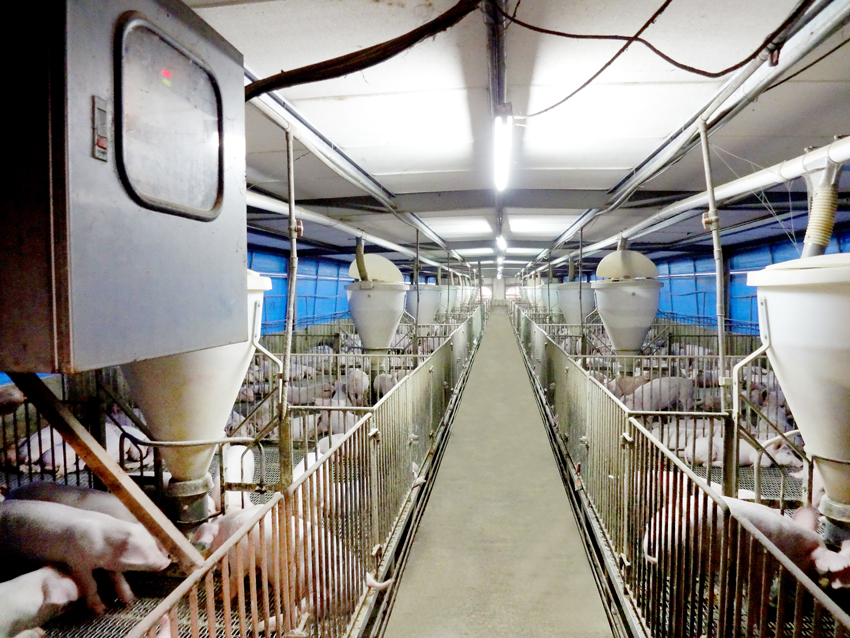 用于養殖場污水處理的新工藝，預計可降低28%運營成本